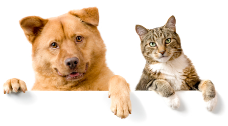 Cats & Dogs